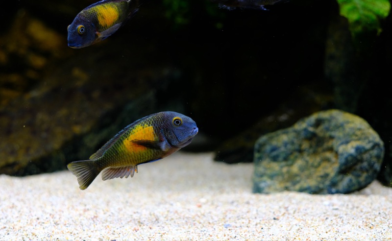 Tropheus moorii 'Kasakalawe'